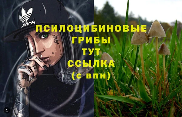 прущие грибы Бердск