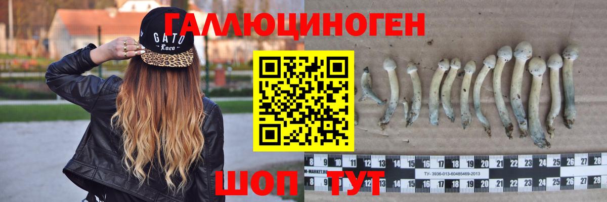 Псилоцибиновые грибы Psilocybine cubensis Йошкар-Ола